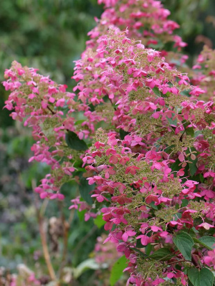 Гортензия Пинк Даймонд (Pink Diamond) метельчатая Гортензия Пинк Даймонд (Pink Diamond) метельчатая