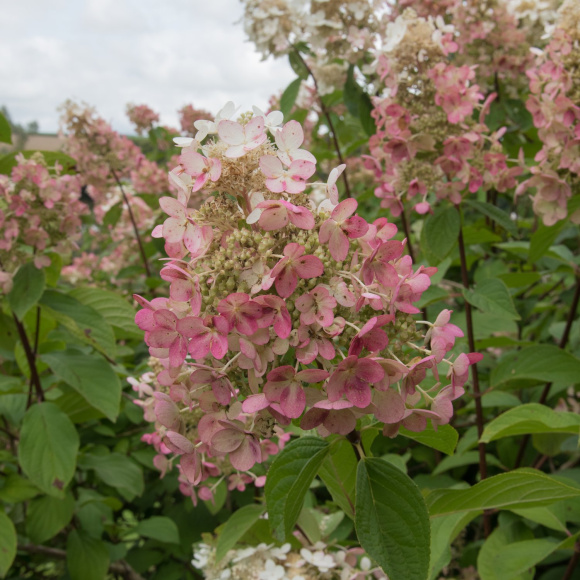 Гортензия Пинк Даймонд (Pink Diamond) метельчатая купить с доставкой Гортензия Пинк Даймонд (Pink Diamond) метельчатая купить с доставкой