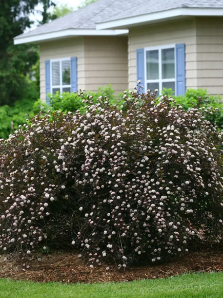 Пузыреплодник Саммер Вайн (Summer Wine) купить с доставкой