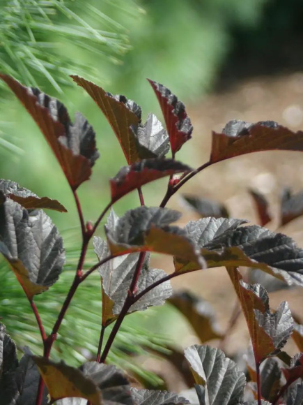 Пузыреплодник Саммер Вайн (Summer Wine) купить с доставкой