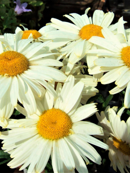 Нивяник О-ля-Лякрем (Ooh La Lacreme) купить с доставкой