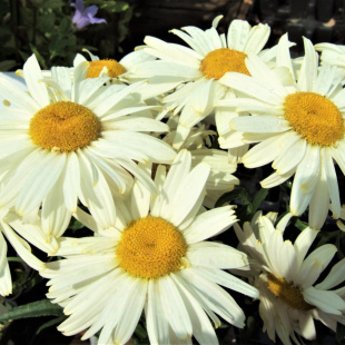 Нивяник О-ля-Лякрем (Ooh La Lacreme) Нивяник О-ля-Лякрем (Ooh La Lacreme)