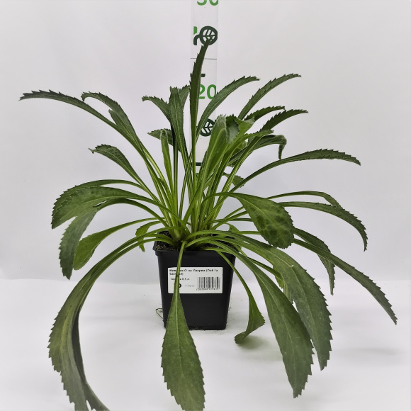 Нивяник О-ля-Лякрем (Ooh La Lacreme) купить с доставкой