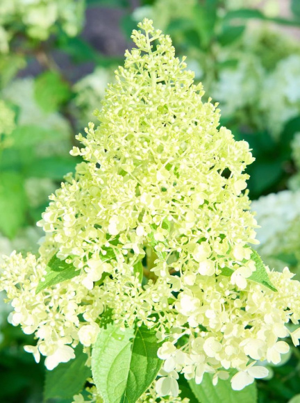 Гортензия Панателла (Panatella) метельчатая купить с доставкой