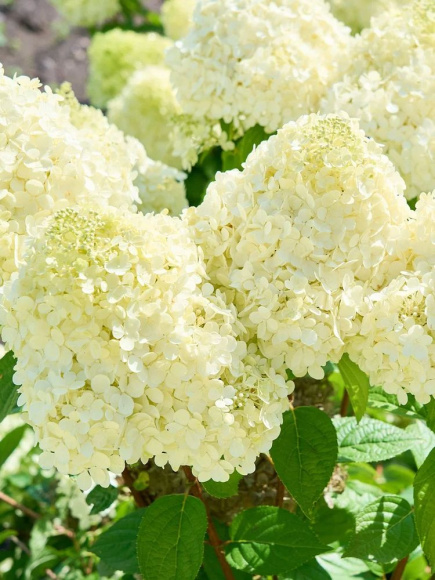 Гортензия Панателла (Panatella) метельчатая купить с доставкой