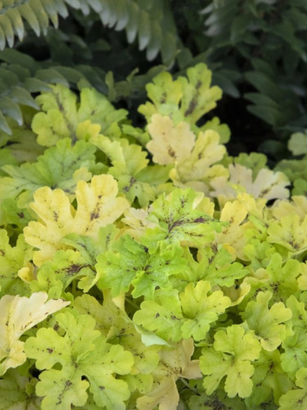 Гейхерелла Спайси Лайм (Spicy Lime) купить с доставкой Гейхерелла Спайси Лайм (Spicy Lime) купить с доставкой