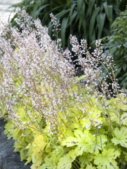 Гейхерелла Спайси Лайм (Spicy Lime) купить с доставкой Гейхерелла Спайси Лайм (Spicy Lime) купить с доставкой