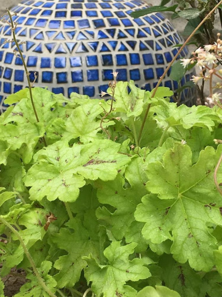 Гейхерелла Спайси Лайм (Spicy Lime) купить с доставкой Гейхерелла Спайси Лайм (Spicy Lime) купить с доставкой