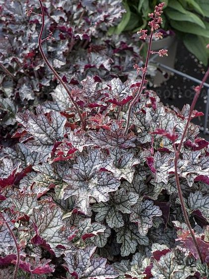 Гейхера Ворлд Кафе Корретто (World Caffe Corretto) купить с доставкой