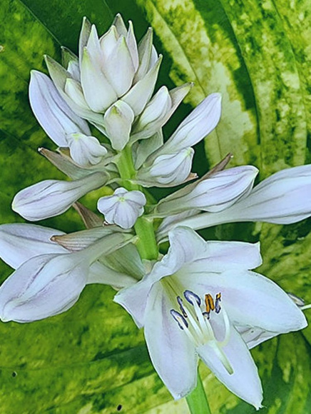 Хоста Гюнтерс Прайз (Gunther's Prize) [XL] купить с доставкой