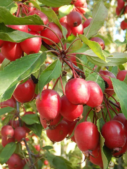 Яблоня Декоративная Ред Обелиск купить с доставкой