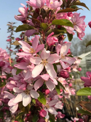 Яблоня Декоративная Ред Обелиск Яблоня Декоративная Ред Обелиск