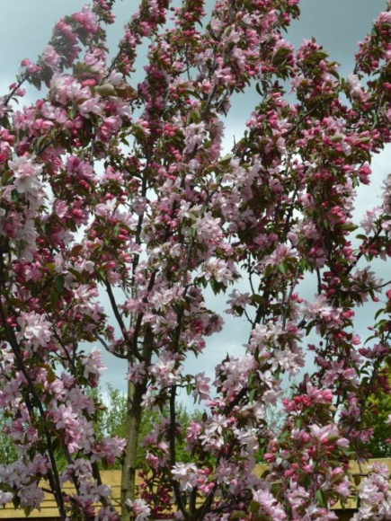 Яблоня Декоративная Ред Обелиск купить с доставкой