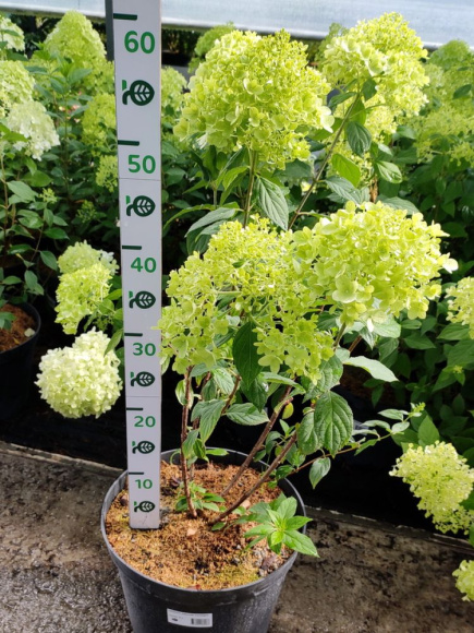 Гортензия Лаймлайт (Limelight) метельчатая купить с доставкой Гортензия Лаймлайт (Limelight) метельчатая купить с доставкой