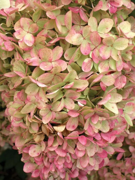 Гортензия Лаймлайт (Limelight) метельчатая купить с доставкой Гортензия Лаймлайт (Limelight) метельчатая купить с доставкой