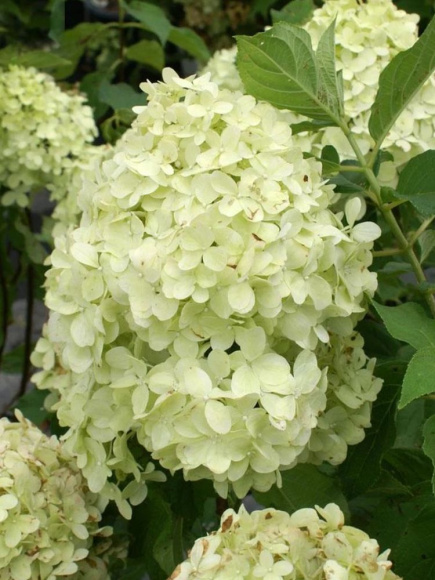 Гортензия Лаймлайт (Limelight) метельчатая купить с доставкой Гортензия Лаймлайт (Limelight) метельчатая купить с доставкой