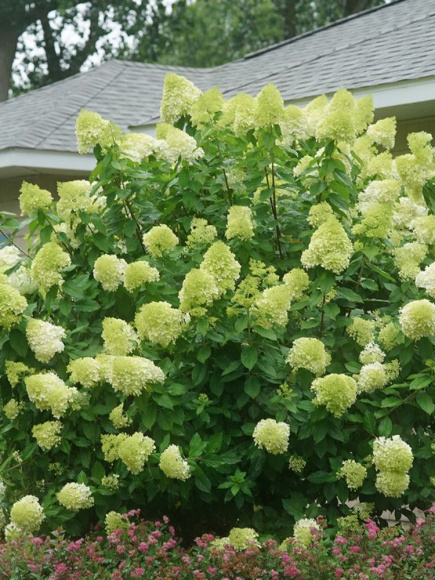 Гортензия Лаймлайт (Limelight) метельчатая купить с доставкой Гортензия Лаймлайт (Limelight) метельчатая купить с доставкой