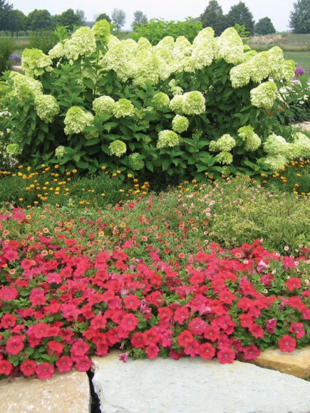 Гортензия Лаймлайт (Limelight) метельчатая купить с доставкой Гортензия Лаймлайт (Limelight) метельчатая купить с доставкой