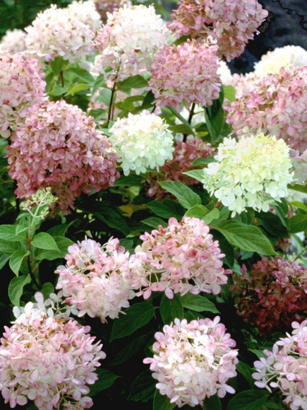 Гортензия Лаймлайт (Limelight) метельчатая купить с доставкой Гортензия Лаймлайт (Limelight) метельчатая купить с доставкой