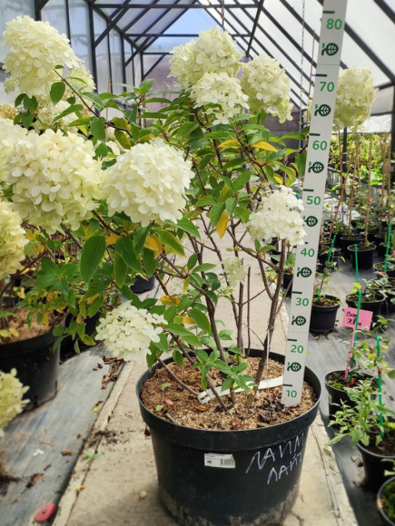 Гортензия Лаймлайт (Limelight) метельчатая купить с доставкой Гортензия Лаймлайт (Limelight) метельчатая купить с доставкой