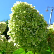 Гортензия Лаймлайт (Limelight) метельчатая