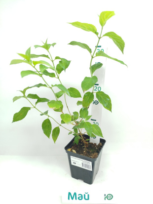 Гортензия Лаймлайт (Limelight) метельчатая