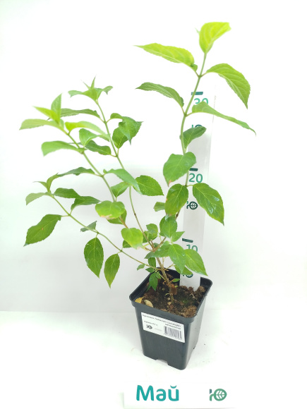 Гортензия Лаймлайт (Limelight) метельчатая купить с доставкой Гортензия Лаймлайт (Limelight) метельчатая купить с доставкой