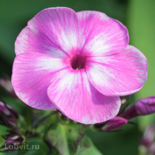 Флокс Мулатка