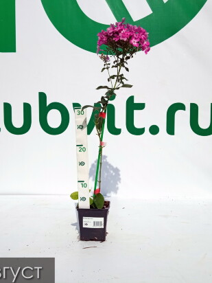 Флокс Мулатка