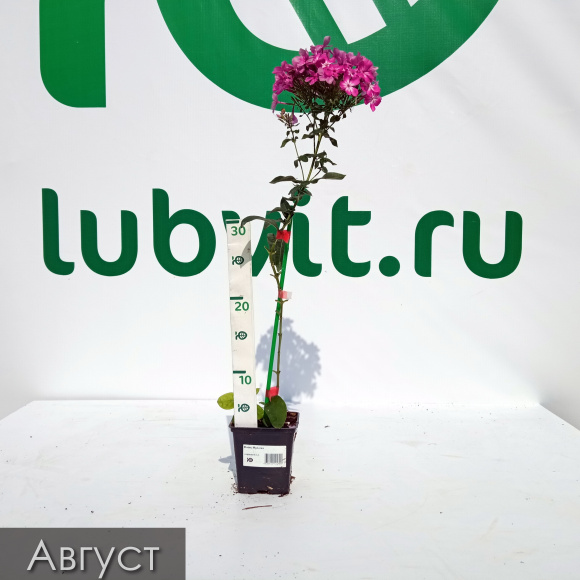 Флокс Мулатка купить с доставкой