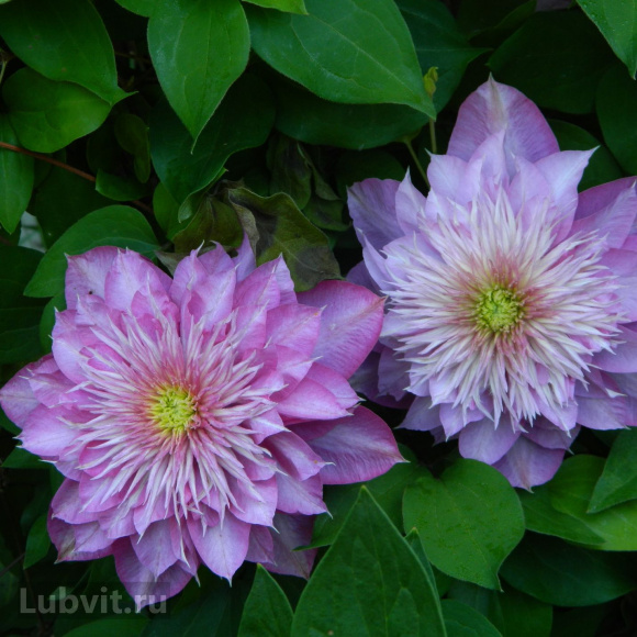 Клематис Кайзер (Kaiser) купить с доставкой