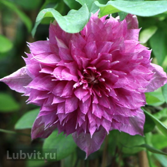 Клематис Кайзер (Kaiser) купить с доставкой