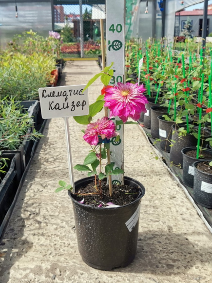 Клематис Кайзер (Kaiser) купить с доставкой