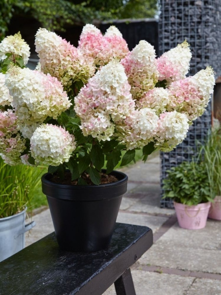 Гортензия Ливинг Литл Блоссом (Living Little Blossom) метельчатая купить с доставкой Гортензия Ливинг Литл Блоссом (Living Little Blossom) метельчатая купить с доставкой