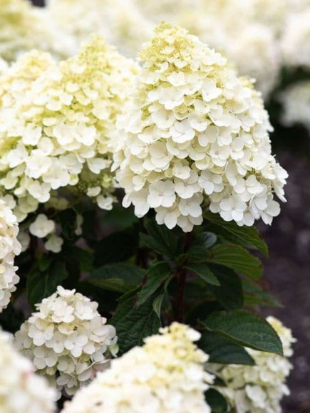 Гортензия Ливинг Литл Блоссом (Living Little Blossom) метельчатая купить с доставкой Гортензия Ливинг Литл Блоссом (Living Little Blossom) метельчатая купить с доставкой