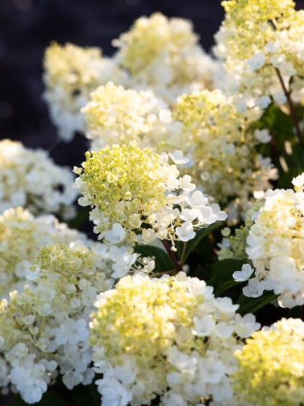 Гортензия Ливинг Литл Блоссом (Living Little Blossom) метельчатая купить с доставкой Гортензия Ливинг Литл Блоссом (Living Little Blossom) метельчатая купить с доставкой