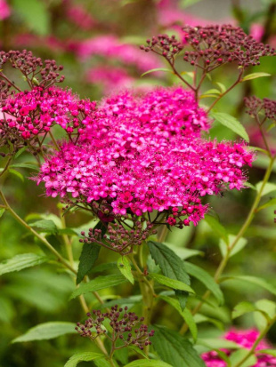 Спирея Неон Флэш (Neon Flash) Спирея Неон Флэш (Neon Flash)