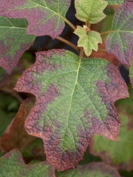 Гортензия Бургунди (Burgundy) дуболистная купить с доставкой