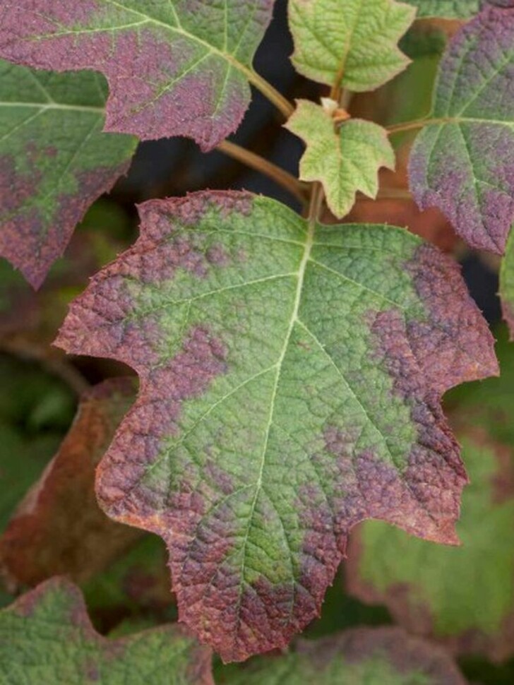 Гортензия Бургунди (Burgundy) дуболистная купить с доставкой