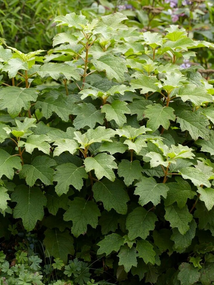 Гортензия Бургунди (Burgundy) дуболистная купить с доставкой