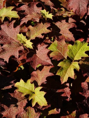 Гортензия Бургунди (Burgundy) дуболистная Гортензия Бургунди (Burgundy) дуболистная