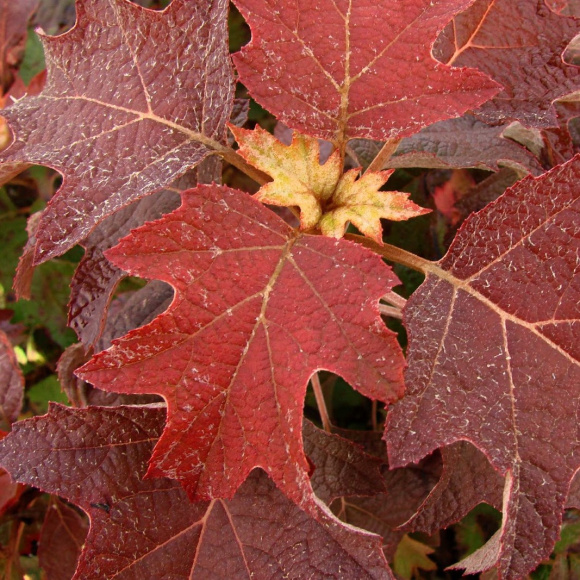 Гортензия Бургунди (Burgundy) дуболистная купить с доставкой