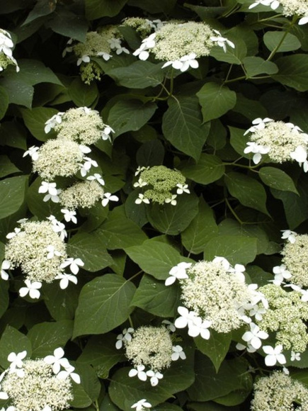 Гортензия Радиата (Radiata) древовидная купить с доставкой Гортензия Радиата (Radiata) древовидная купить с доставкой