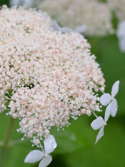 Гортензия Радиата (Radiata) древовидная купить с доставкой Гортензия Радиата (Radiata) древовидная купить с доставкой