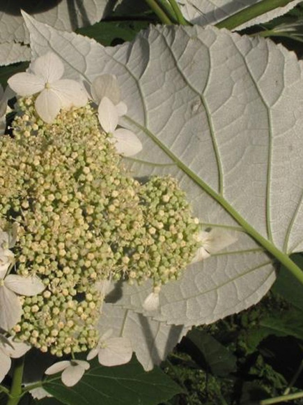 Гортензия Радиата (Radiata) древовидная купить с доставкой Гортензия Радиата (Radiata) древовидная купить с доставкой