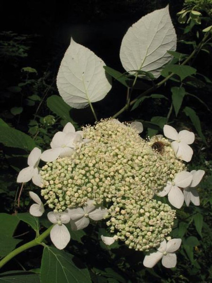 Гортензия Радиата (Radiata) древовидная купить с доставкой Гортензия Радиата (Radiata) древовидная купить с доставкой