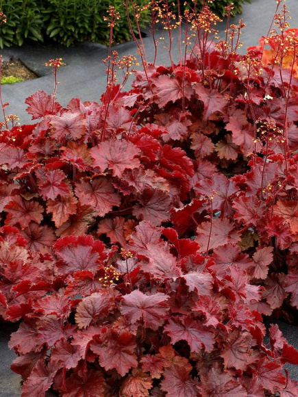 Гейхера Нозен Эксплоужен Ред (Northern Exposure Red) купить с доставкой