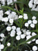 Тысячелистник Маршмеллоу (Marshmallow) птармика купить с доставкой