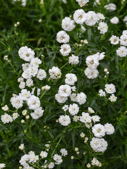 Тысячелистник Маршмеллоу (Marshmallow) птармика купить с доставкой