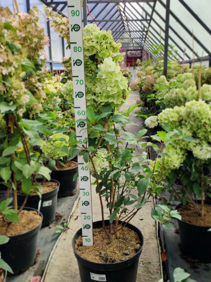 Гортензия Полар Бир (Polar Bear) метельчатая купить с доставкой